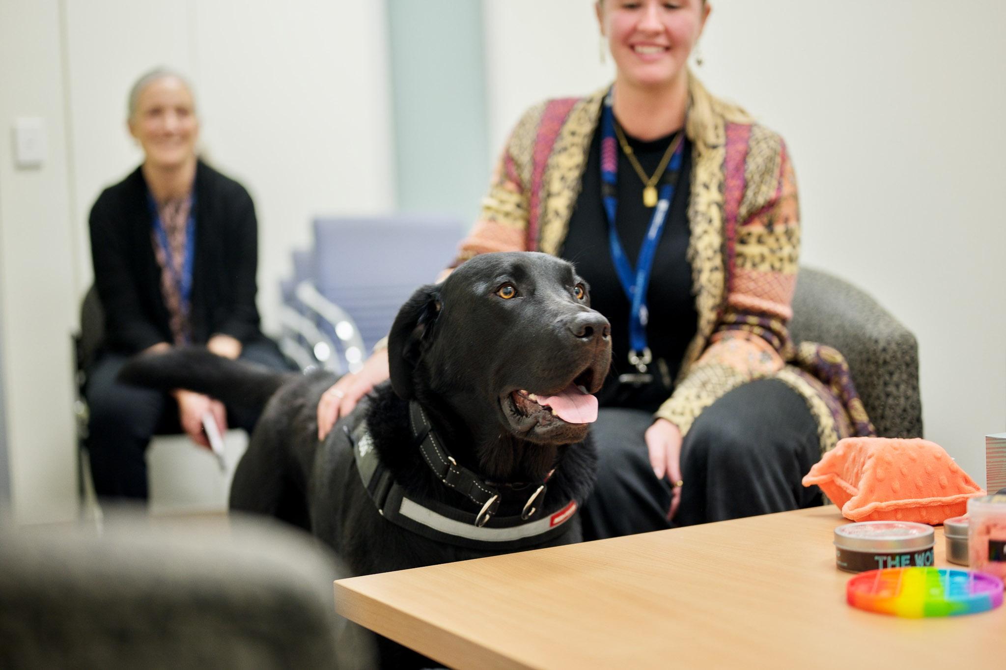 Occupational Therapy in Animal Assisted Services