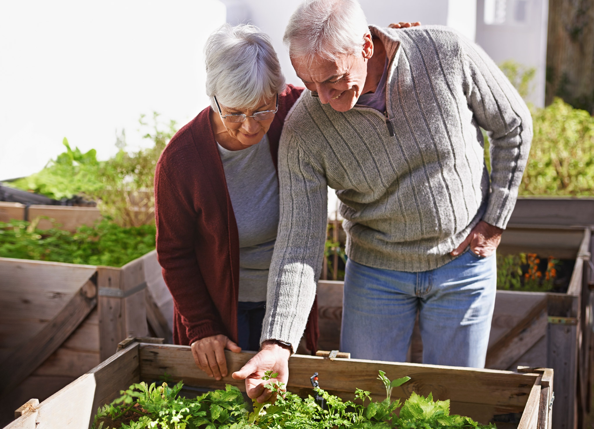 Senior Couple Gardening Raised Garden Bed